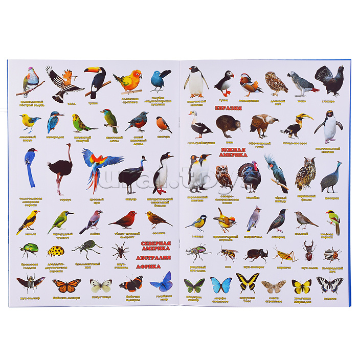 Атлас Мира с наклейками. Птицы и насекомые. 21х29,7 см. 16 стр.